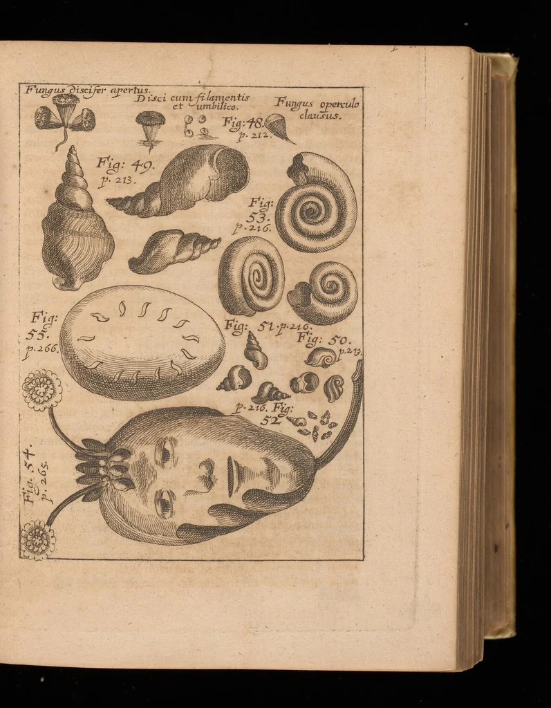 An illustration from Miscellanea curiosa, sive, Ephemeridum medico-physicarum Germanicarum, 1677, leaf 290