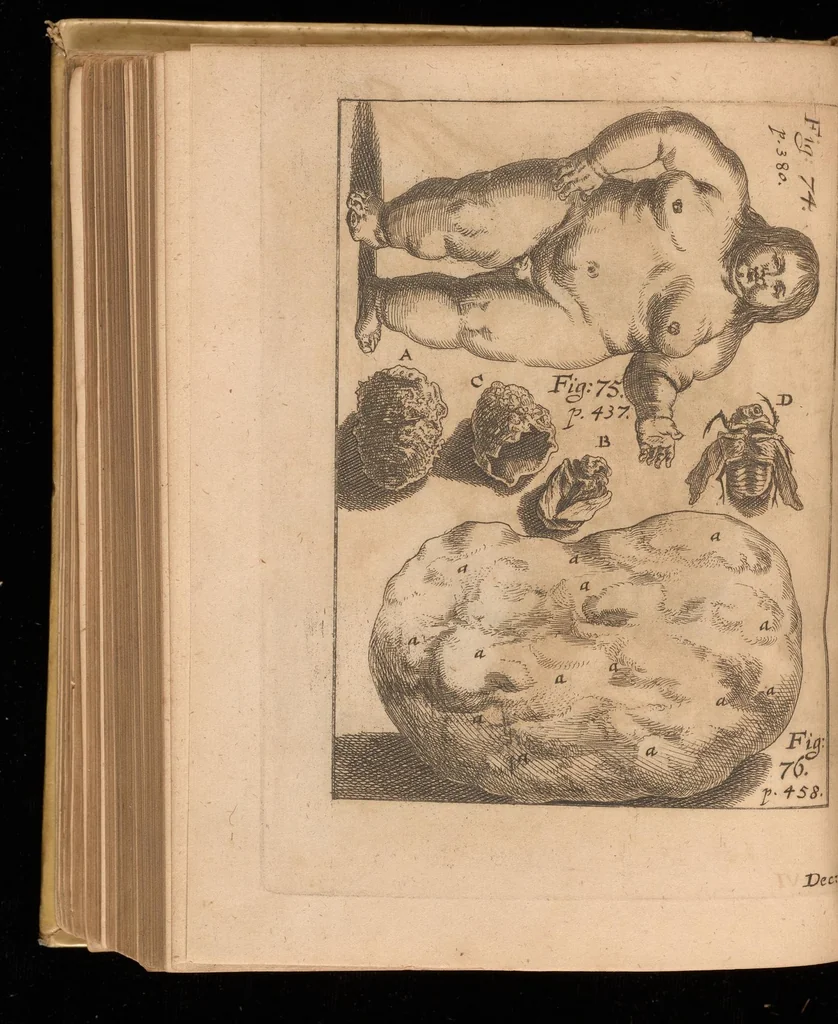 An illustration from Miscellanea curiosa, sive, Ephemeridum medico-physicarum Germanicarum, 1677, leaf 555