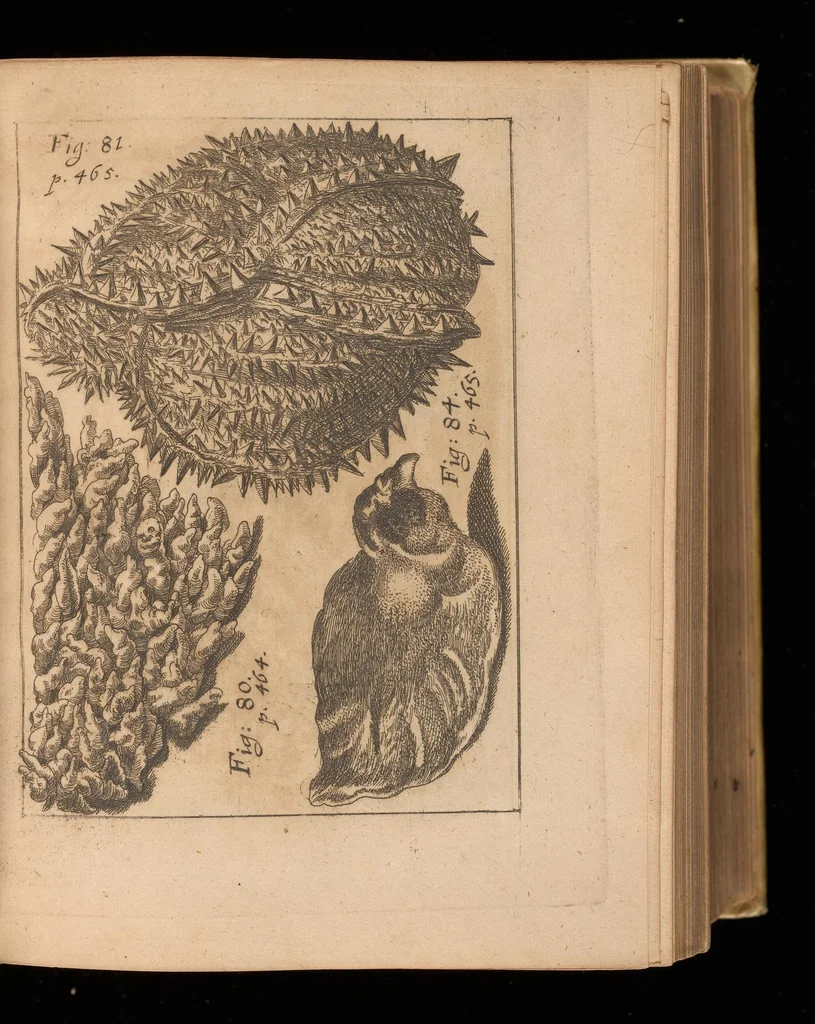 An illustration from Miscellanea curiosa, sive, Ephemeridum medico-physicarum Germanicarum, 1677, leaf 562