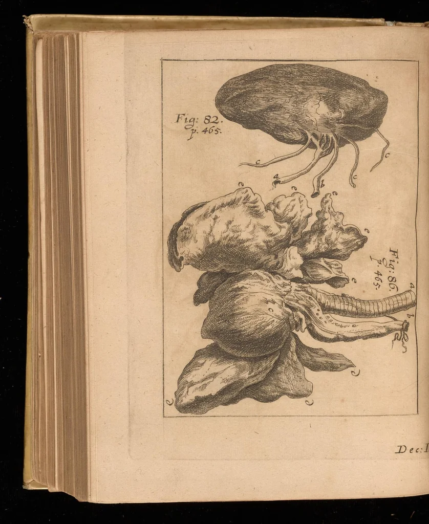 An illustration from Miscellanea curiosa, sive, Ephemeridum medico-physicarum Germanicarum, 1677, leaf 565