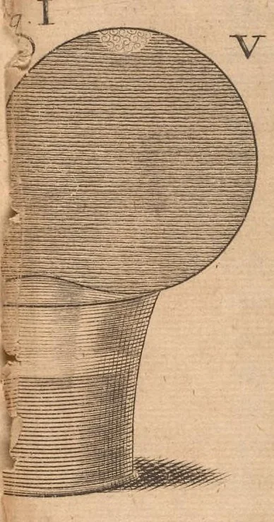 An illustration from Miscellanea curiosa, sive, Ephemeridum medico-physicarum Germanicarum, 1677, leaf 75