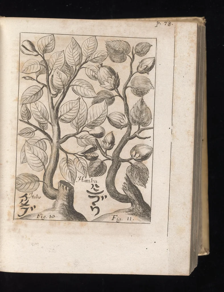 An illustration from Miscellanea curiosa, sive, Ephemeridum medico-physicarum Germanicarum, 1677, leaf 128