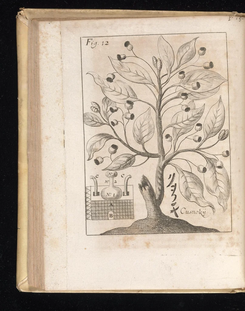 An illustration from Miscellanea curiosa, sive, Ephemeridum medico-physicarum Germanicarum, 1677, leaf 131