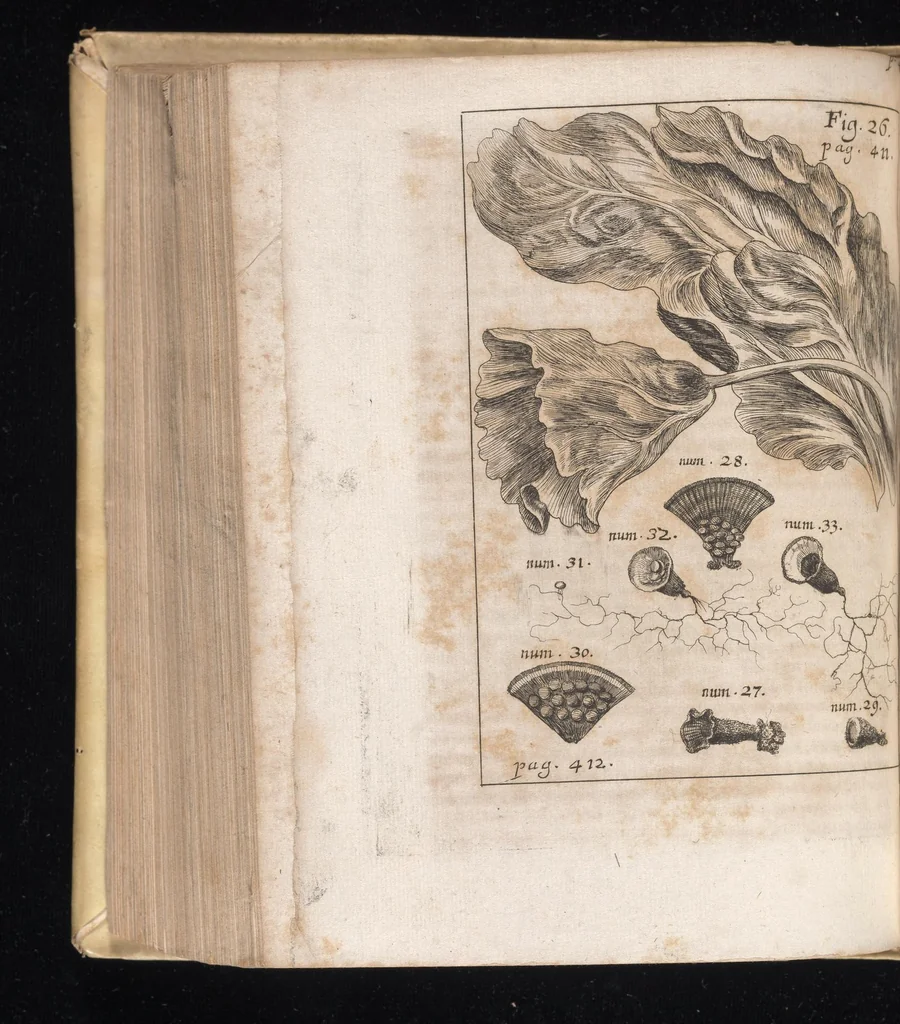 An illustration from Miscellanea curiosa, sive, Ephemeridum medico-physicarum Germanicarum, 1677, leaf 475