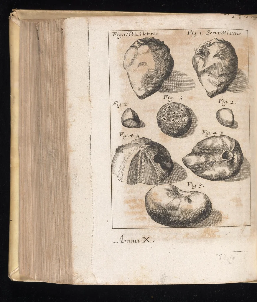 An illustration from Miscellanea curiosa, sive, Ephemeridum medico-physicarum Germanicarum, 1677, leaf 567