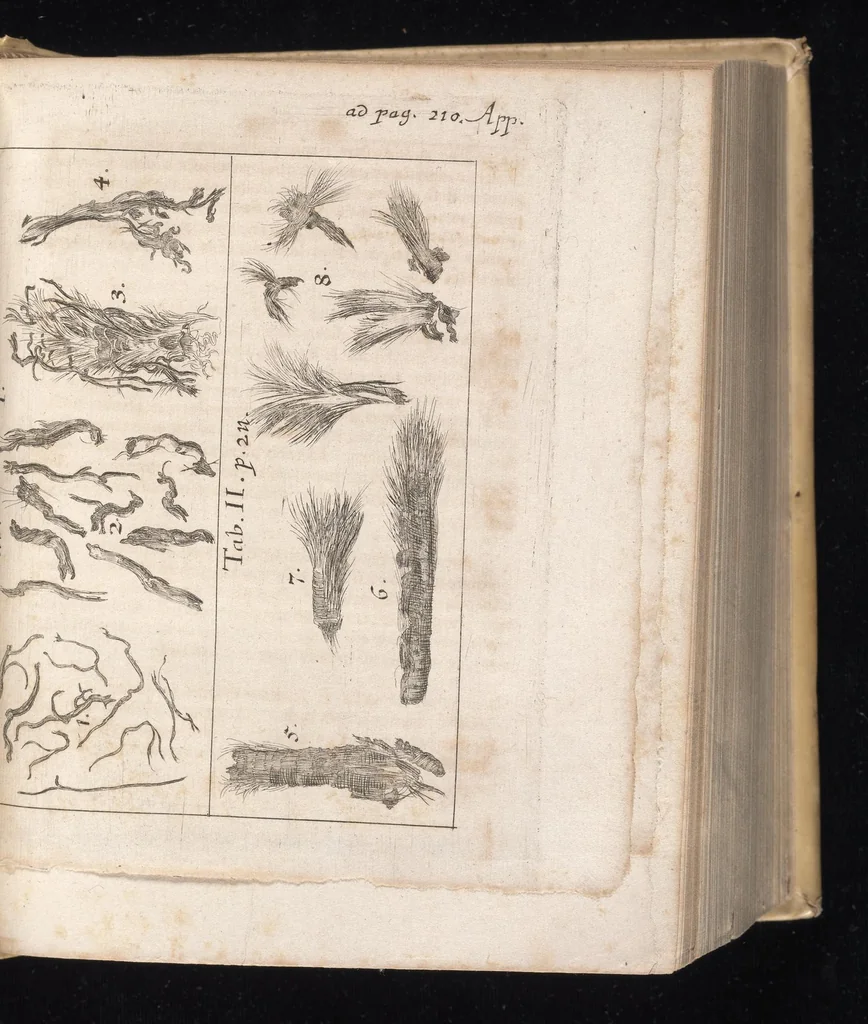 An illustration from Miscellanea curiosa, sive, Ephemeridum medico-physicarum Germanicarum, 1677, leaf 708
