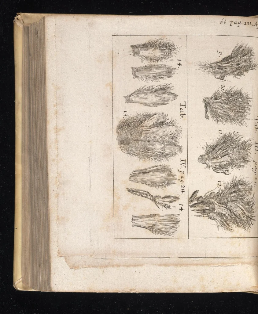 An illustration from Miscellanea curiosa, sive, Ephemeridum medico-physicarum Germanicarum, 1677, leaf 711