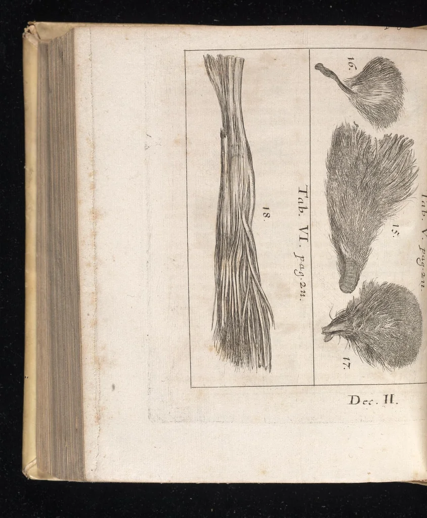 An illustration from Miscellanea curiosa, sive, Ephemeridum medico-physicarum Germanicarum, 1677, leaf 713