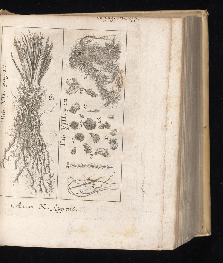 An illustration from Miscellanea curiosa, sive, Ephemeridum medico-physicarum Germanicarum, 1677, leaf 716