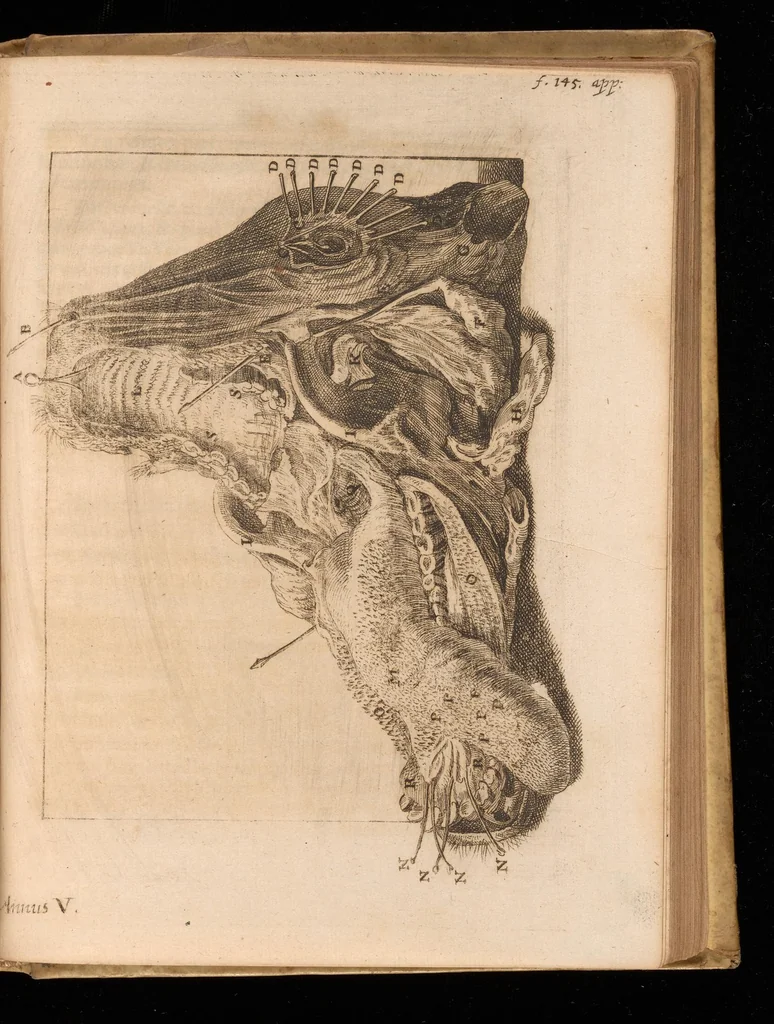 An illustration from Miscellanea curiosa, sive, Ephemeridum medico-physicarum Germanicarum, 1677, leaf 1398
