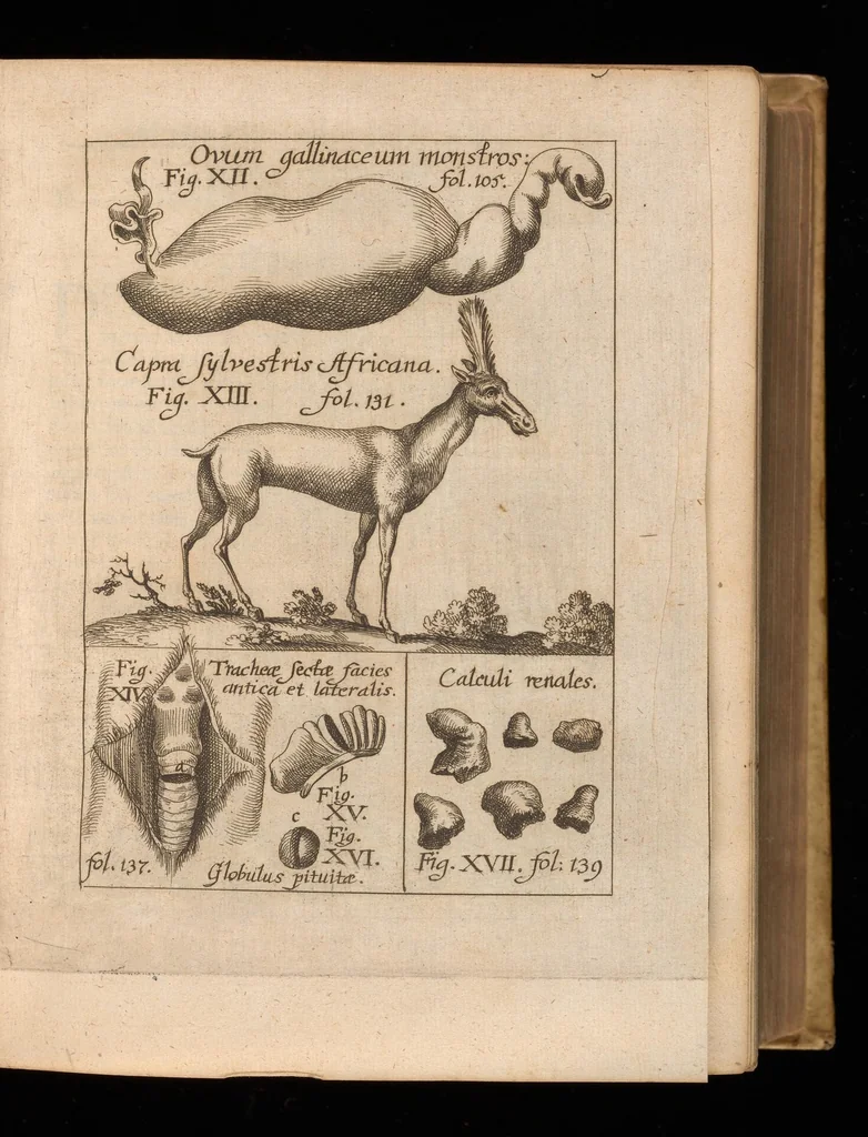An illustration from Miscellanea curiosa, sive, Ephemeridum medico-physicarum Germanicarum, 1677, leaf 142