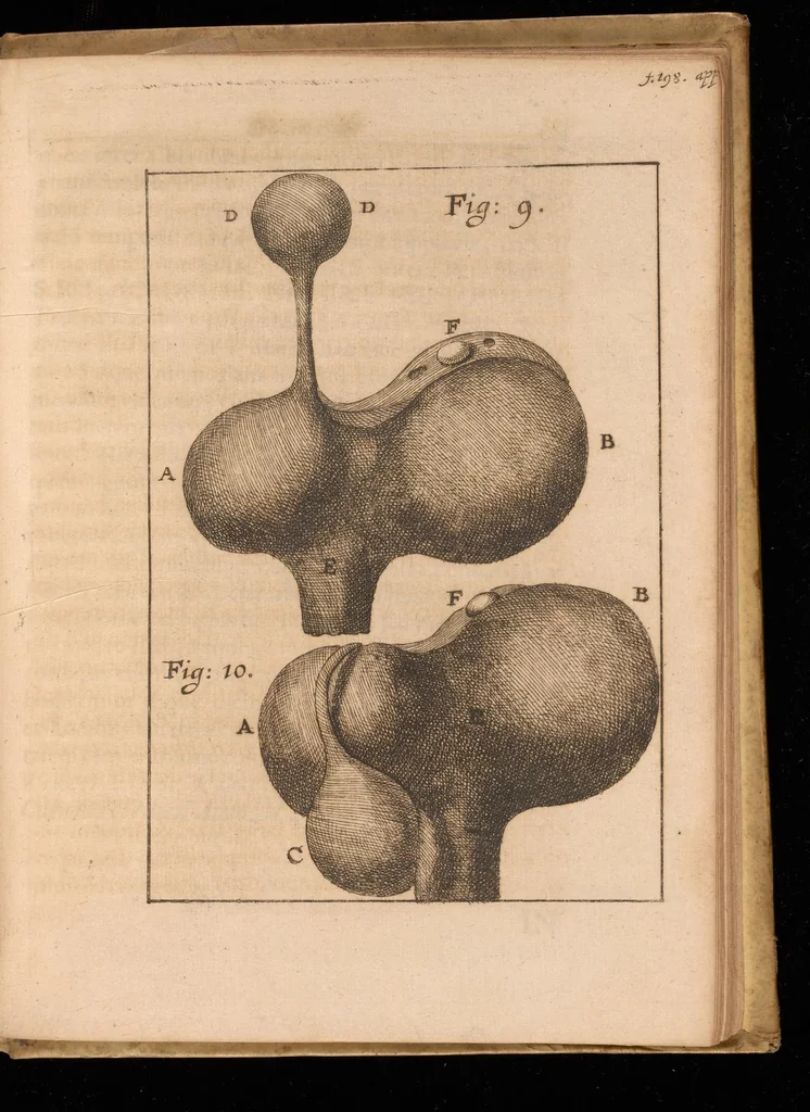 An illustration from Miscellanea curiosa, sive, Ephemeridum medico-physicarum Germanicarum, 1677, leaf 1454