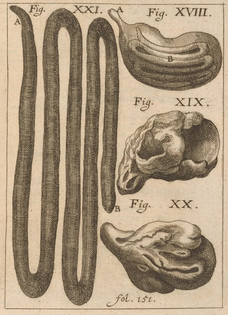 An illustration from Miscellanea curiosa, sive, Ephemeridum medico-physicarum Germanicarum, 1677, leaf 190