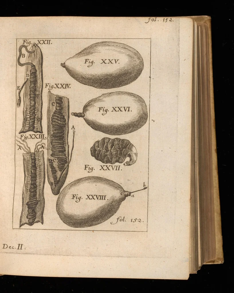 An illustration from Miscellanea curiosa, sive, Ephemeridum medico-physicarum Germanicarum, 1677, leaf 194