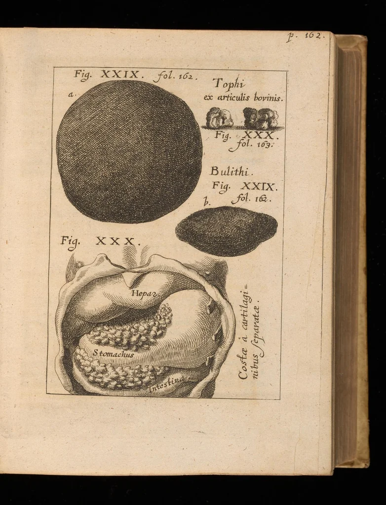 An illustration from Miscellanea curiosa, sive, Ephemeridum medico-physicarum Germanicarum, 1677, leaf 206