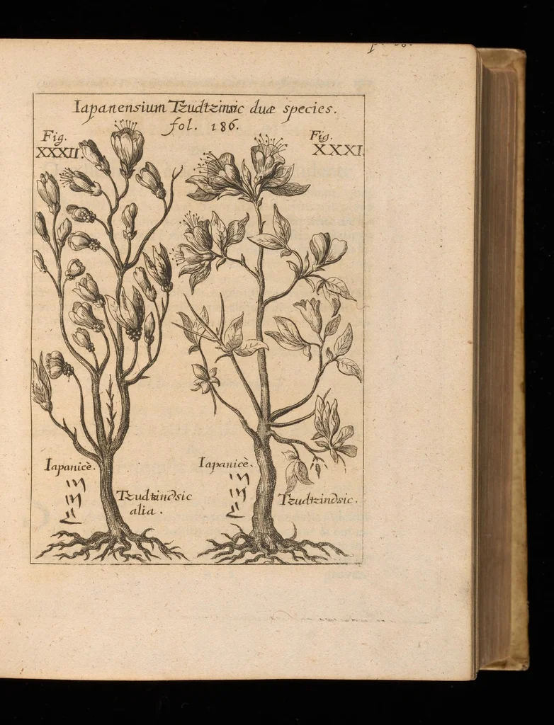 An illustration from Miscellanea curiosa, sive, Ephemeridum medico-physicarum Germanicarum, 1677, leaf 232