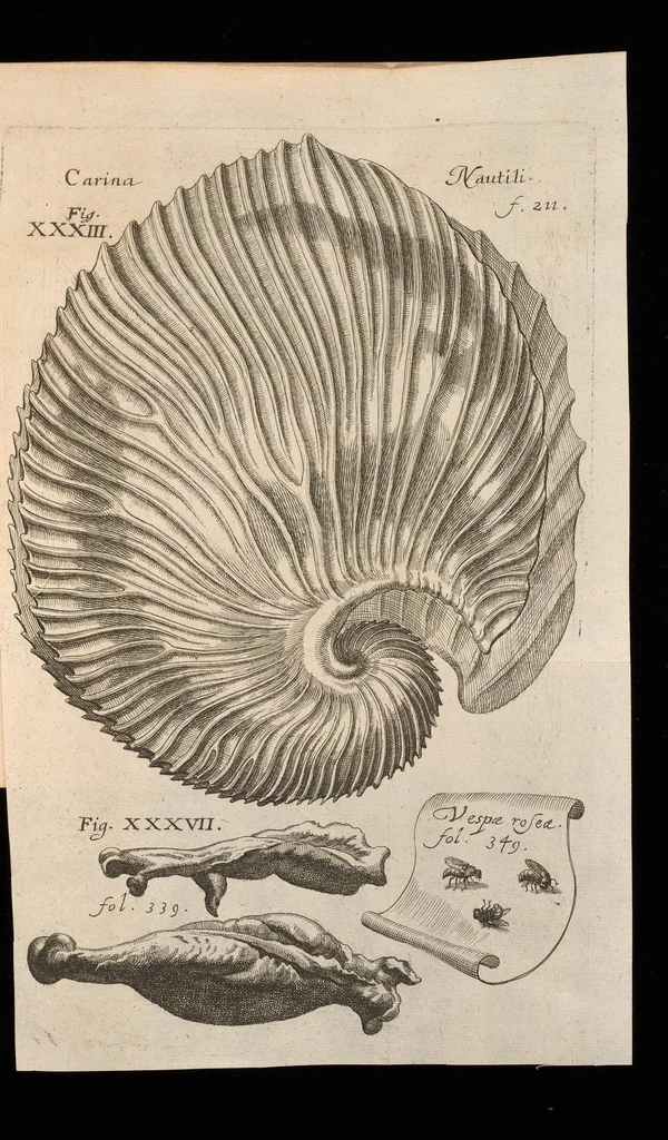 An illustration from Miscellanea curiosa, sive, Ephemeridum medico-physicarum Germanicarum, 1677, leaf 258