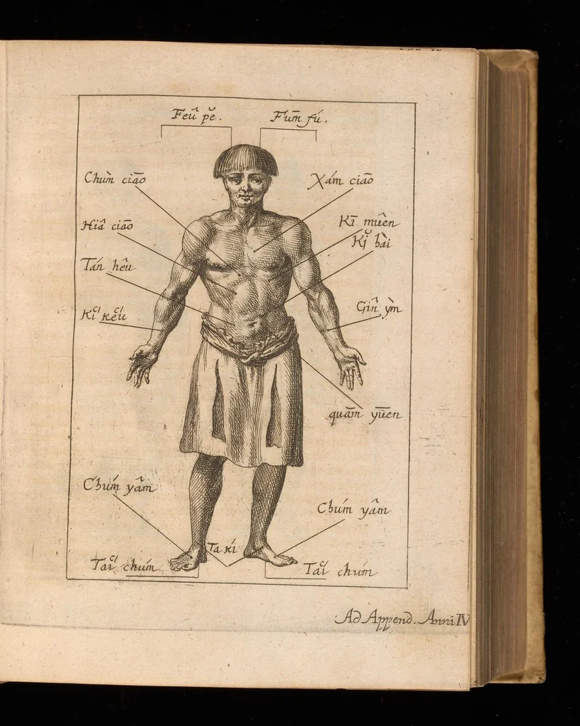 An illustration from Miscellanea curiosa, sive, Ephemeridum medico-physicarum Germanicarum, 1677, leaf 552