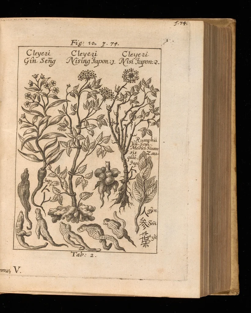An illustration from Miscellanea curiosa, sive, Ephemeridum medico-physicarum Germanicarum, 1677, leaf 796
