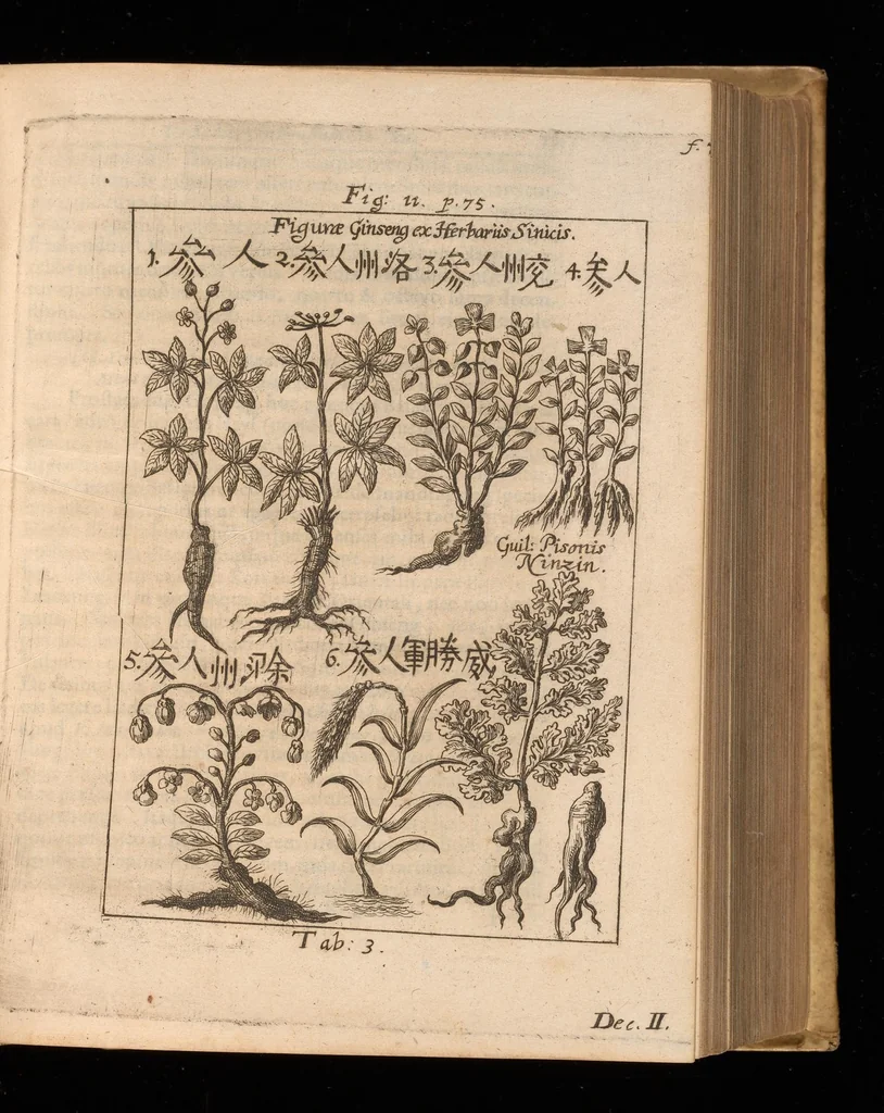 An illustration from Miscellanea curiosa, sive, Ephemeridum medico-physicarum Germanicarum, 1677, leaf 798