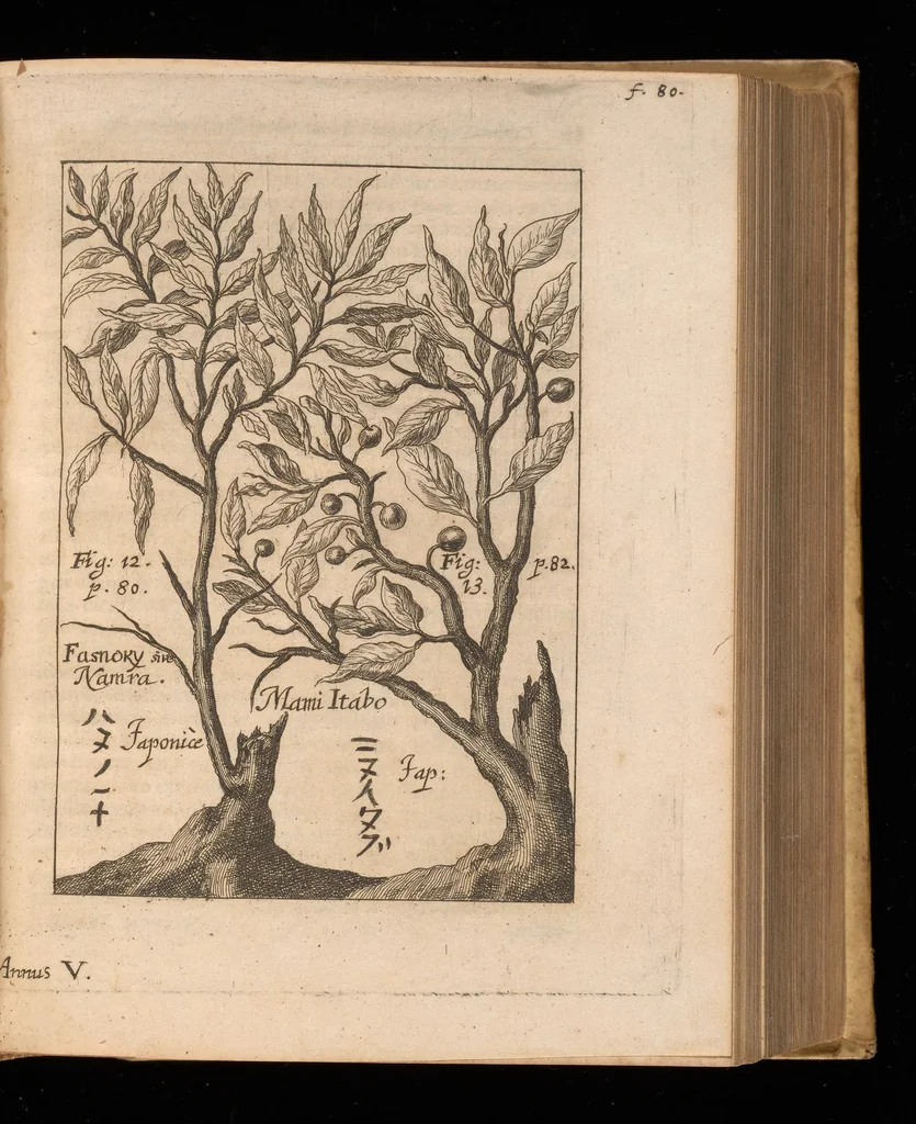 An illustration from Miscellanea curiosa, sive, Ephemeridum medico-physicarum Germanicarum, 1677, leaf 806