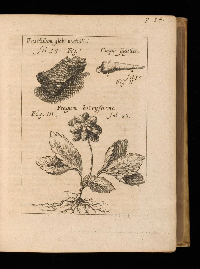 An illustration from Miscellanea curiosa, sive, Ephemeridum medico-physicarum Germanicarum, 1677, leaf 82