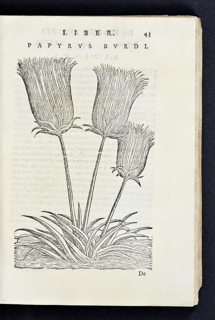 An illustration from Prosperi Alpini De plantis Aegypti liber : In quo non pauci, qui circa herbarum materiam irrepserunt, errores, deprehenduntur, quorum causa hactenus multa medicamenta ad vsum medicin[ae] admodum expetenda, plerisque medicorum, non sine artis iactura, occulta, atque obsoleta iacuerunt : accessit etiam liber de balsamo aliàs editus, 1592, leaf 104
