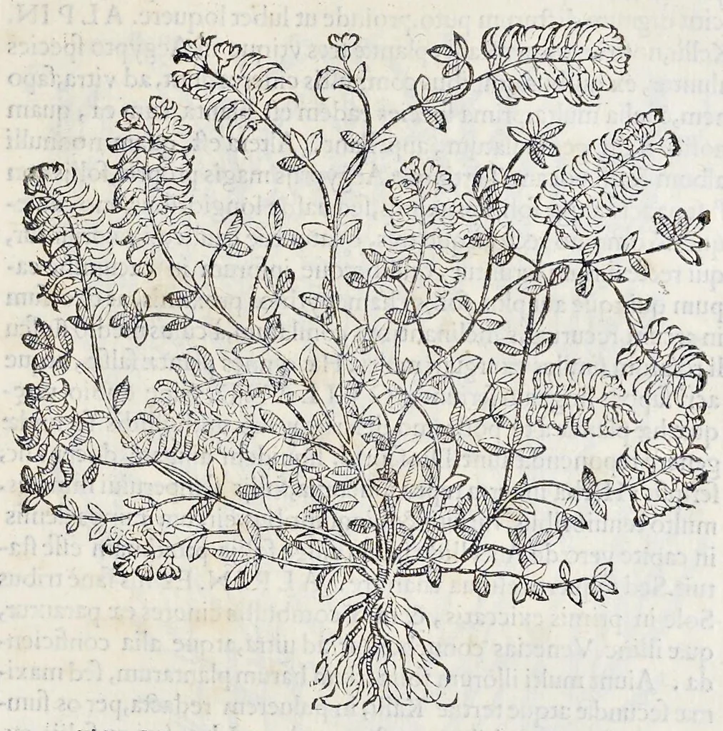An illustration from Prosperi Alpini De plantis Aegypti liber : In quo non pauci, qui circa herbarum materiam irrepserunt, errores, deprehenduntur, quorum causa hactenus multa medicamenta ad vsum medicin[ae] admodum expetenda, plerisque medicorum, non sine artis iactura, occulta, atque obsoleta iacuerunt : accessit etiam liber de balsamo aliàs editus, 1592, leaf 116
