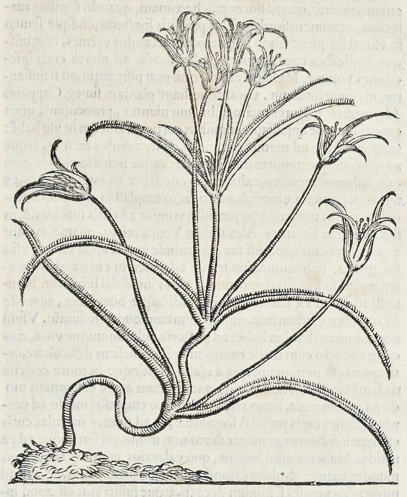 An illustration from Prosperi Alpini De plantis Aegypti liber : In quo non pauci, qui circa herbarum materiam irrepserunt, errores, deprehenduntur, quorum causa hactenus multa medicamenta ad vsum medicin[ae] admodum expetenda, plerisque medicorum, non sine artis iactura, occulta, atque obsoleta iacuerunt : accessit etiam liber de balsamo aliàs editus, 1592, leaf 120