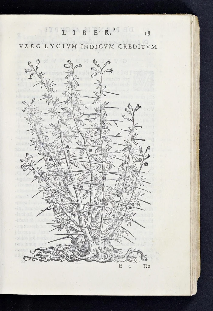 An illustration from Prosperi Alpini De plantis Aegypti liber : In quo non pauci, qui circa herbarum materiam irrepserunt, errores, deprehenduntur, quorum causa hactenus multa medicamenta ad vsum medicin[ae] admodum expetenda, plerisque medicorum, non sine artis iactura, occulta, atque obsoleta iacuerunt : accessit etiam liber de balsamo aliàs editus, 1592, leaf 46