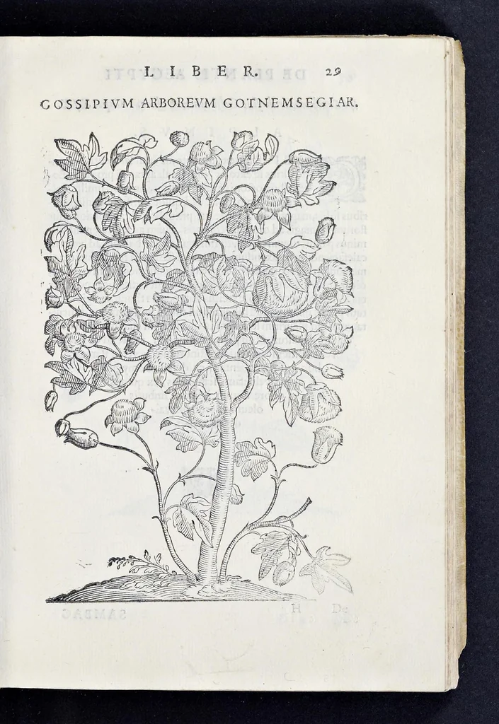 An illustration from Prosperi Alpini De plantis Aegypti liber : In quo non pauci, qui circa herbarum materiam irrepserunt, errores, deprehenduntur, quorum causa hactenus multa medicamenta ad vsum medicin[ae] admodum expetenda, plerisque medicorum, non sine artis iactura, occulta, atque obsoleta iacuerunt : accessit etiam liber de balsamo aliàs editus, 1592, leaf 68