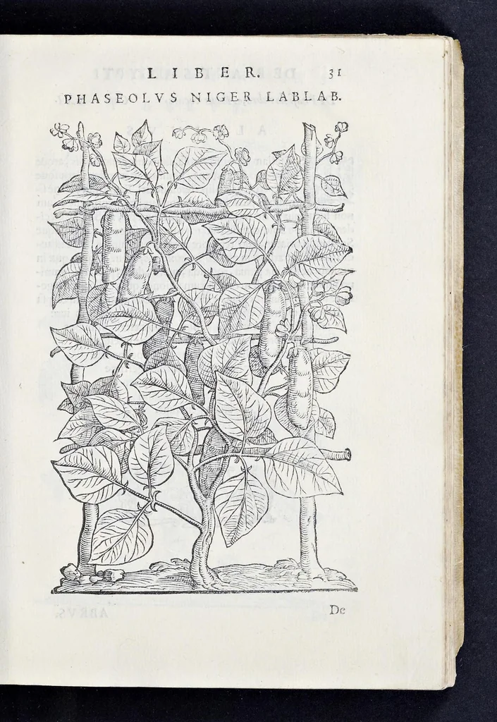 An illustration from Prosperi Alpini De plantis Aegypti liber : In quo non pauci, qui circa herbarum materiam irrepserunt, errores, deprehenduntur, quorum causa hactenus multa medicamenta ad vsum medicin[ae] admodum expetenda, plerisque medicorum, non sine artis iactura, occulta, atque obsoleta iacuerunt : accessit etiam liber de balsamo aliàs editus, 1592, leaf 72