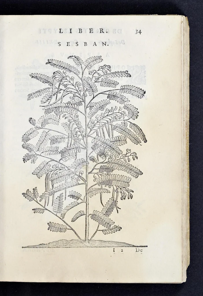 An illustration from Prosperi Alpini De plantis Aegypti liber : In quo non pauci, qui circa herbarum materiam irrepserunt, errores, deprehenduntur, quorum causa hactenus multa medicamenta ad vsum medicin[ae] admodum expetenda, plerisque medicorum, non sine artis iactura, occulta, atque obsoleta iacuerunt : accessit etiam liber de balsamo aliàs editus, 1592, leaf 78