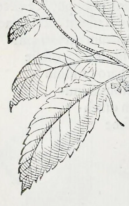An illustration from Prosperi Alpini De plantis Aegypti liber : In quo non pauci, qui circa herbarum materiam irrepserunt, errores, deprehenduntur, quorum causa hactenus multa medicamenta ad vsum medicin[ae] admodum expetenda, plerisque medicorum, non sine artis iactura, occulta, atque obsoleta iacuerunt : accessit etiam liber de balsamo aliàs editus, 1592, leaf 89