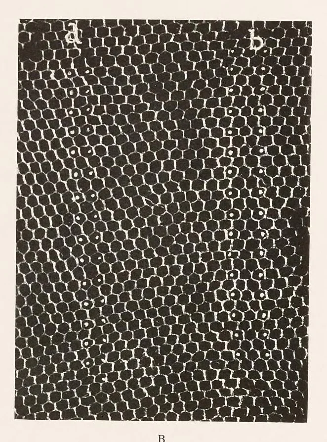 An illustration from Antique laces of American collectors; text by Frances Morris and Marian Hague, 1920, leaf 195