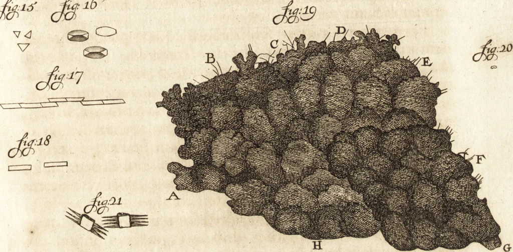 An illustration from Arcana naturae detecta, 1695, leaf 108