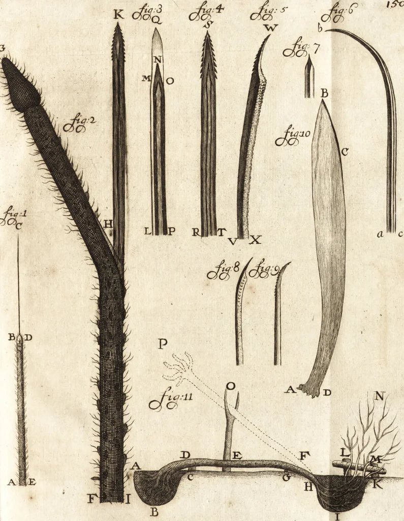 An illustration from Arcana naturae detecta, 1695, leaf 172