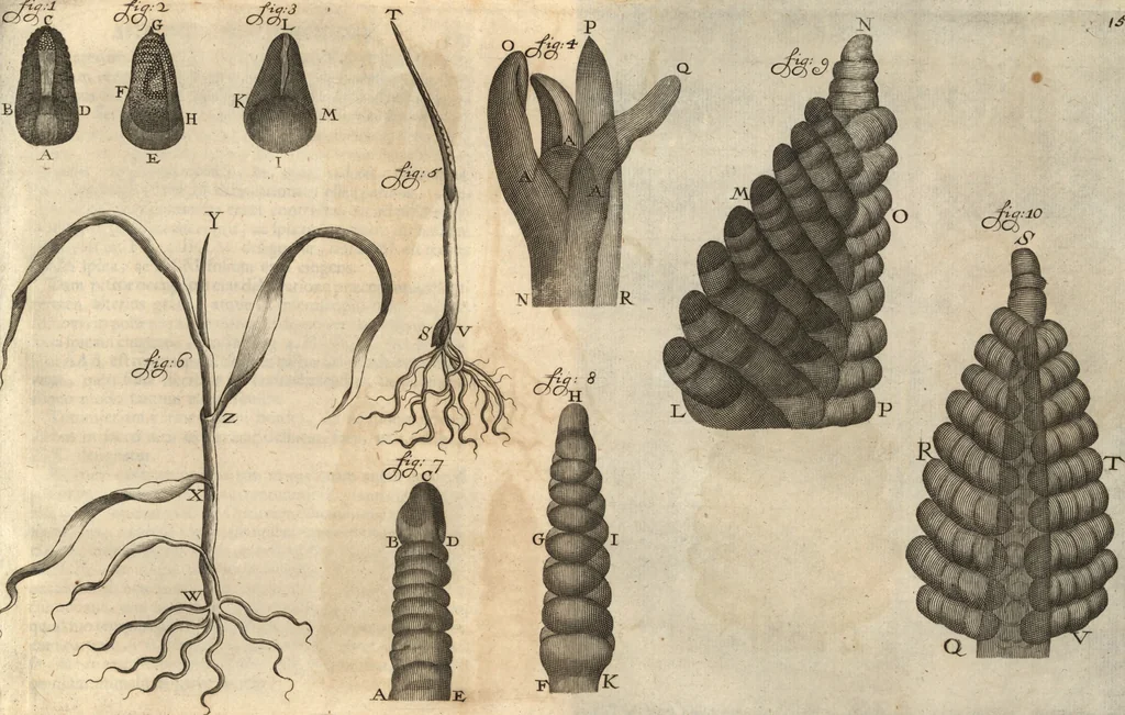 An illustration from Arcana naturae detecta, 1695, leaf 182
