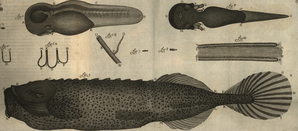 An illustration from Arcana naturae detecta, 1695, leaf 196