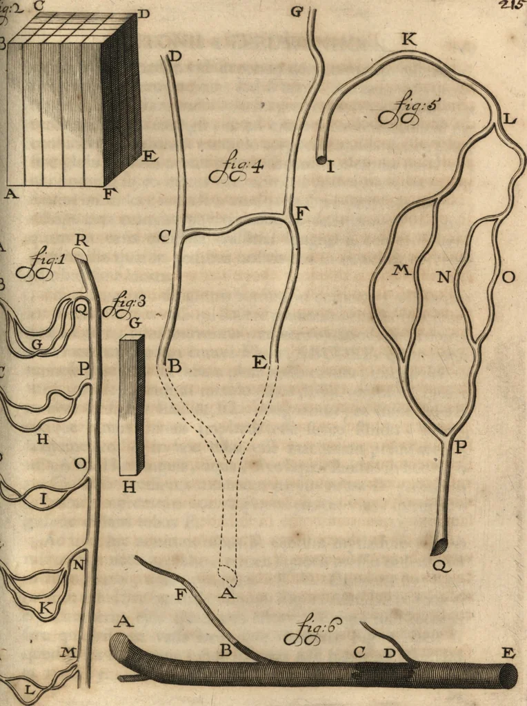 An illustration from Arcana naturae detecta, 1695, leaf 244