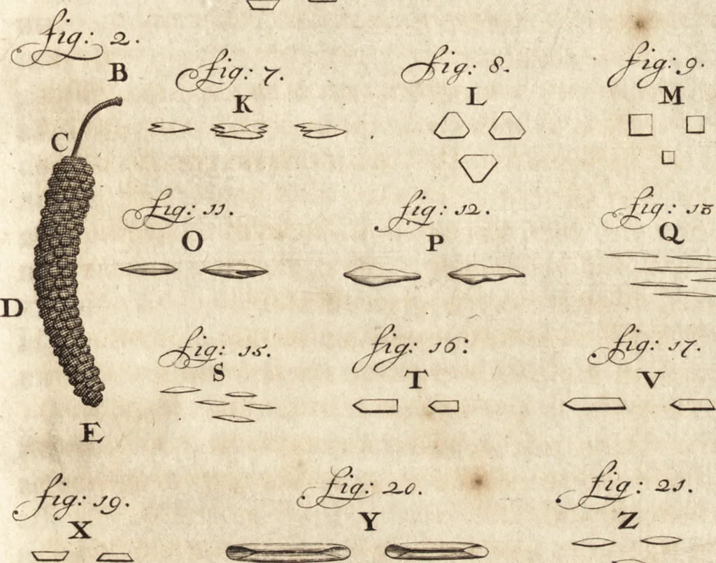 An illustration from Arcana naturae detecta, 1695, leaf 282