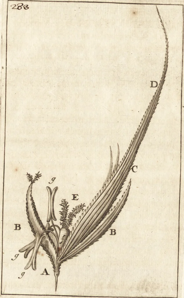 An illustration from Arcana naturae detecta, 1695, leaf 321