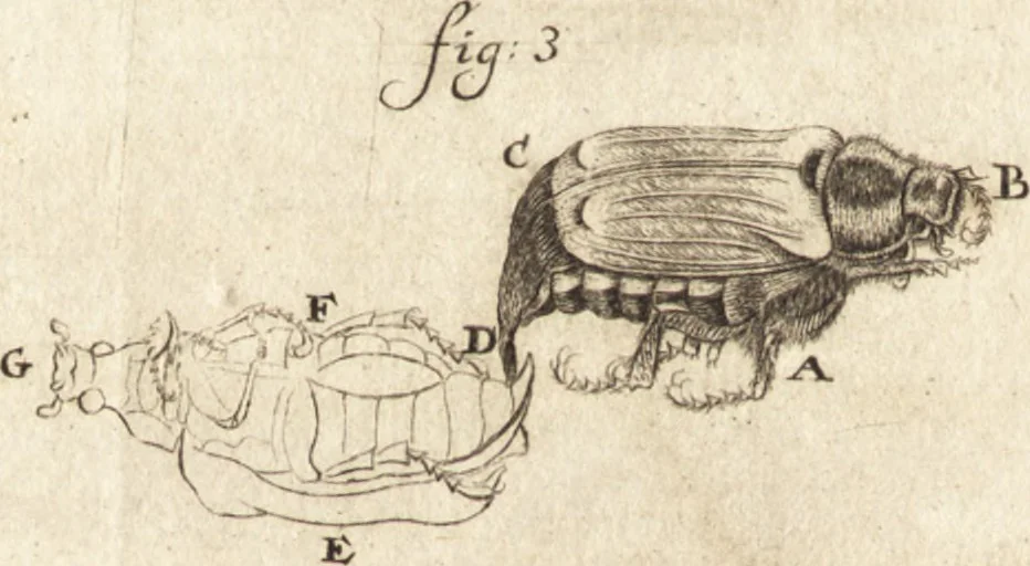 An illustration from Arcana naturae detecta, 1695, leaf 33