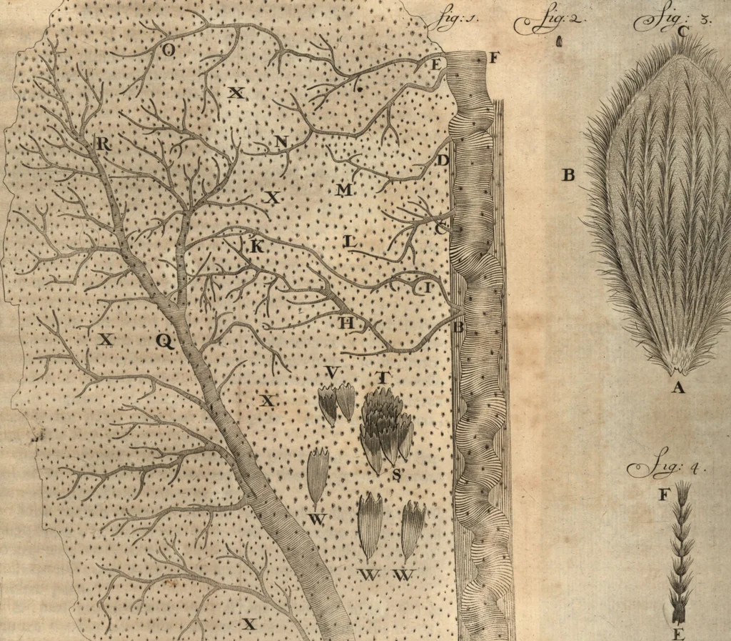 An illustration from Arcana naturae detecta, 1695, leaf 350