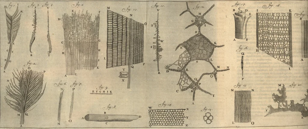 An illustration from Arcana naturae detecta, 1695, leaf 359