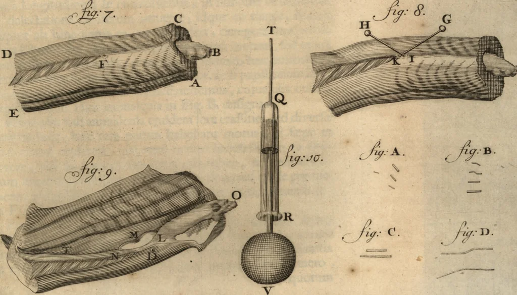 An illustration from Arcana naturae detecta, 1695, leaf 382