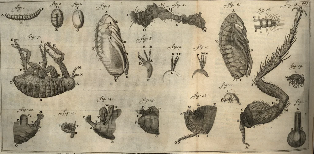 An illustration from Arcana naturae detecta, 1695, leaf 405