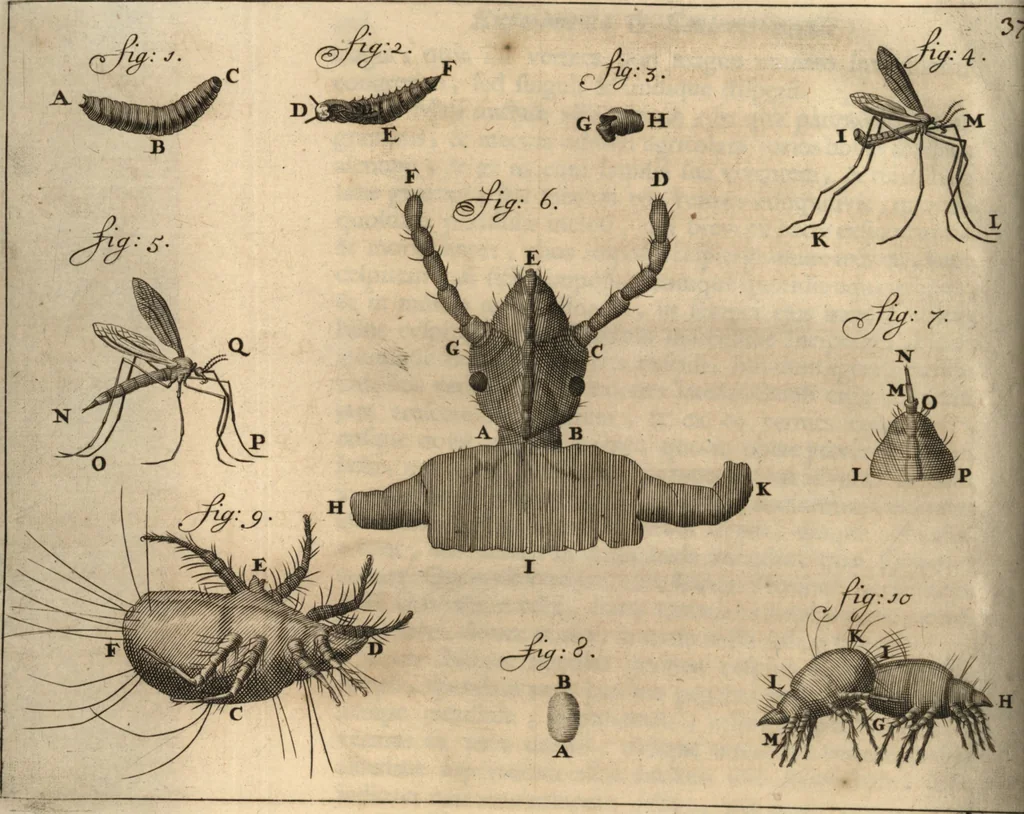 An illustration from Arcana naturae detecta, 1695, leaf 429