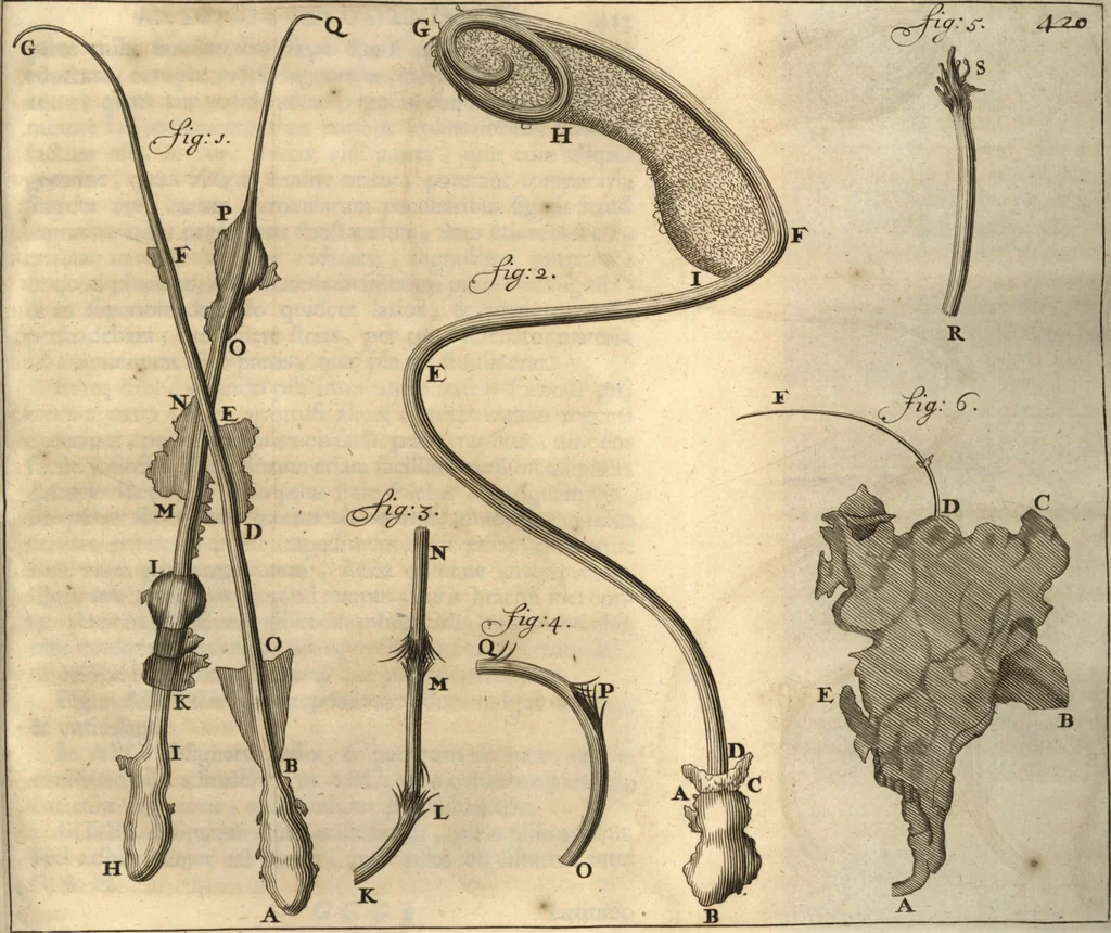 An illustration from Arcana naturae detecta, 1695, leaf 474
