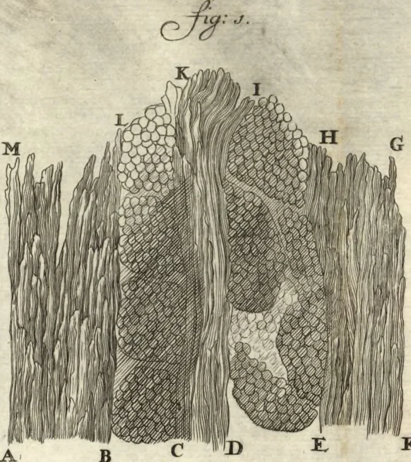 An illustration from Arcana naturae detecta, 1695, leaf 503